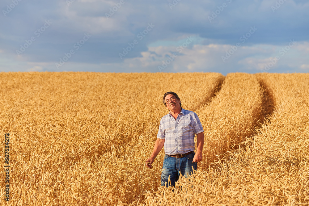 Satisfied mature farmer touching with care his ripe wheat field Satisfied mature farmer touching with care his ripe wheat field