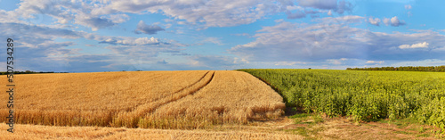 Golden wheat field