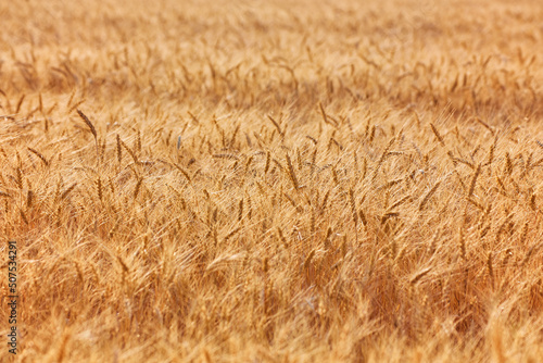 Yellow grain ready for harvest growing in a field