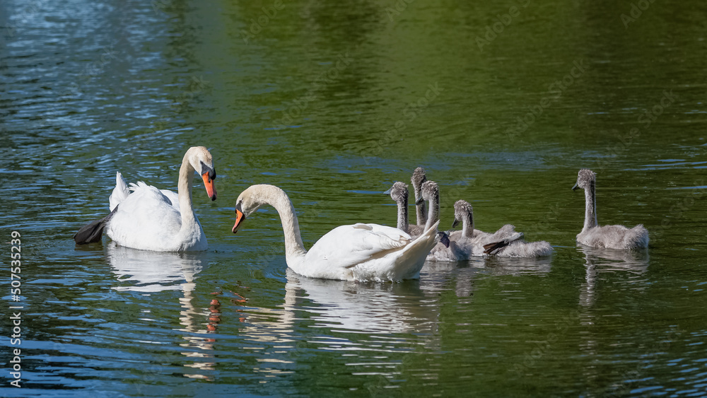 White mother swan swimming with cygnets, reflection on the water
White mother swan swimming with cygnets, reflection on the water