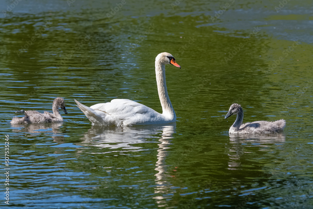 White mother swan swimming with cygnets, reflection on the water
White mother swan swimming with cygnets, reflection on the water