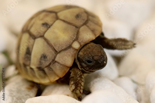baby tortoise on a rock