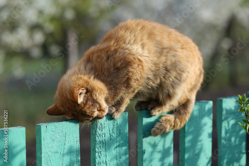 Red rural cat rubs against a green wooden fence.