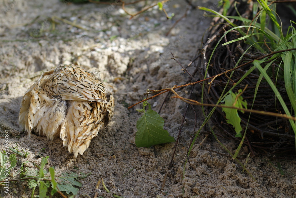 Gefiederpflege der Legewachtel im Sandbad Gefiederpflege der Legewachtel im Sandbad