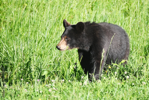 Young Black Bear