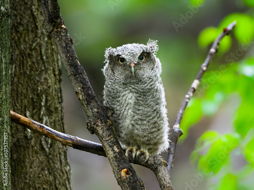 Foto Eastern Screech Owl owlet fledgling sitting on a stick on rainy morning in sprin