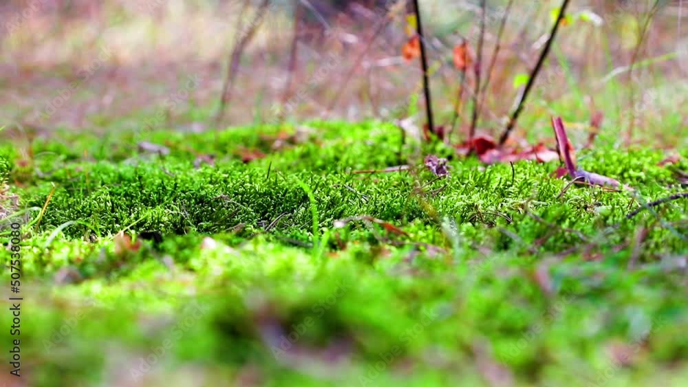 boot stepping on moss bed forest floor footprint climate. High quality FullHD footage boot stepping on moss bed forest floor footprint climate. High quality FullHD footage