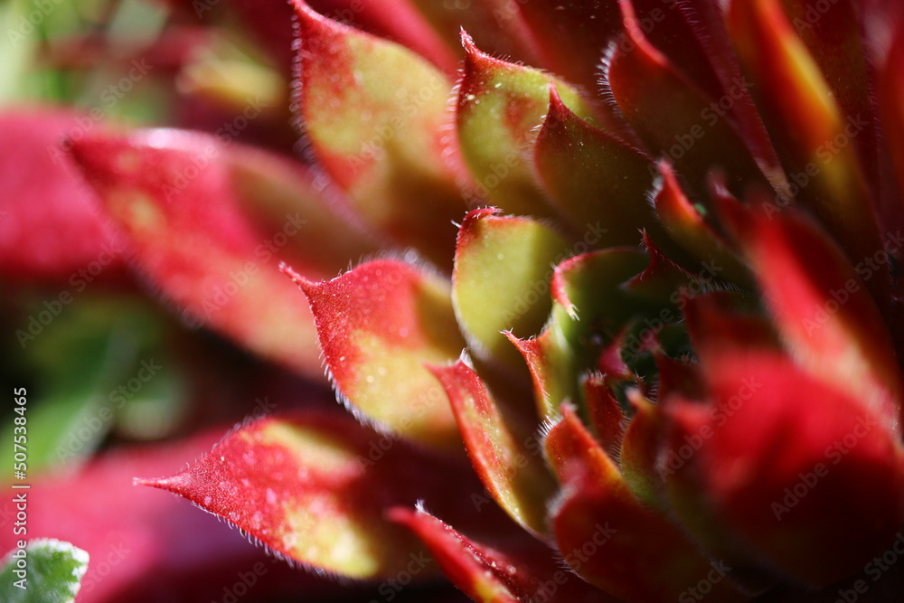Sempervivum hybridum succulent Sempervivum hybridum succulent