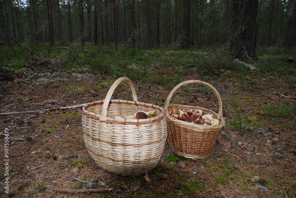 Two baskets of mushrooms stand side by side. On the ground are two large wicker baskets filled with harvested porcini mushrooms of various sizes. Baskets are light brown with dark brown inserts. Two baskets of mushrooms stand side by side. On the ground are two large wicker baskets filled with harvested porcini mushrooms of various sizes. Baskets are light brown with dark brown inserts.