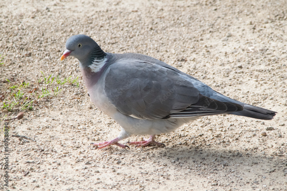 Obraz premium Ringeltaube (Columba palumbo)