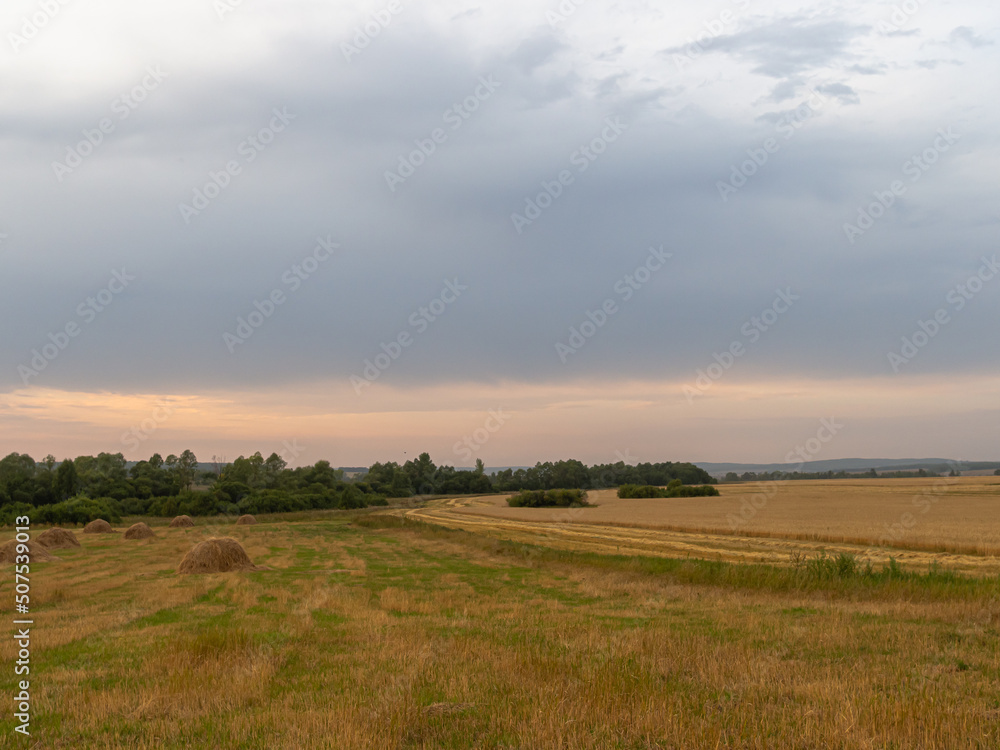 Yellow field, sky and forest at sunset.