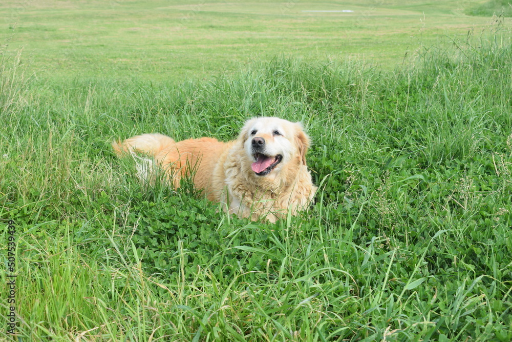 Golden Retriever on the grass Golden Retriever on the grass