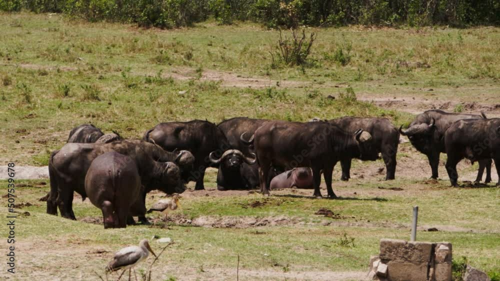 A group of Hippos (Hippopotamus amphibius) and African Buffalos (Syncerus caffer) laying around on the green Kenyan grass. The hippos have many small birds on them, showing a symbiotic relationship. A group of Hippos (Hippopotamus amphibius) and African Buffalos (Syncerus caffer) laying around on the green Kenyan grass. The hippos have many small birds on them, showing a symbiotic relationship.