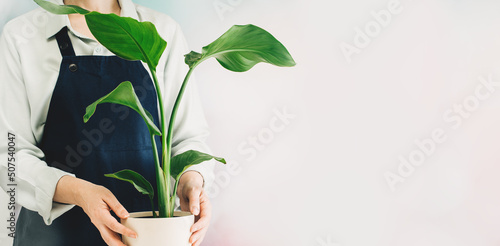 Woman at home garden with plants. Woman's hands holding a pot. Planting a strelitzia nicolai, the florist at work. Small business banner photo