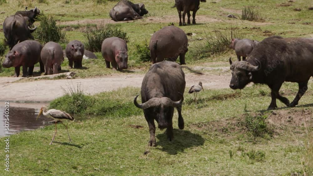 A group of hippos (Hippopotamus amphibius) walking around a river bank and eating grass. There are many small red-billed oxpeckers (Buphagus erythrorynchus) eating off of the backs of the Hippos. A group of hippos (Hippopotamus amphibius) walking around a river bank and eating grass. There are many small red-billed oxpeckers (Buphagus erythrorynchus) eating off of the backs of the Hippos.