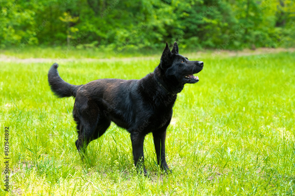german shepherd dog german shepherd dog