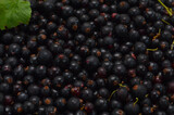 a lot of fresh black currant berries natural summer background