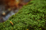 Beautiful moss close-up on the stone. Beautiful background from moss for wallpaper. Moss macro scene.