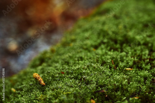 Beautiful moss close-up on the stone. Beautiful background from moss for wallpaper. Moss macro scene. © artdolgov