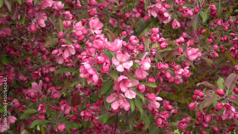 The decorative apple tree is blooming. Pink flowers in a close-up view. A picture of a windy day in the beautiful nature of spring. The decorative apple tree is blooming. Pink flowers in a close-up view. A picture of a windy day in the beautiful nature of spring.