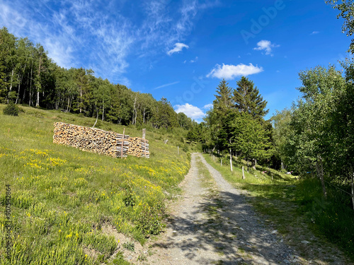 Forest path crossing the stubble of the Vosges mountains photo