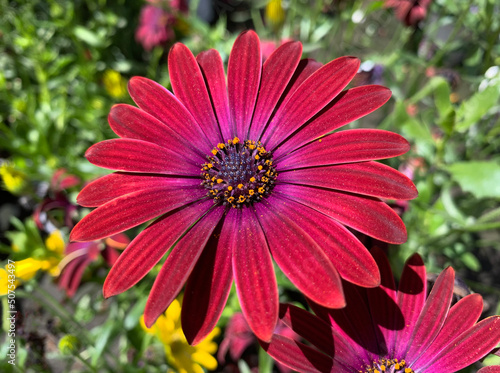 Foto Beautiful Flower Osteospermum (lat. Osteospermum)