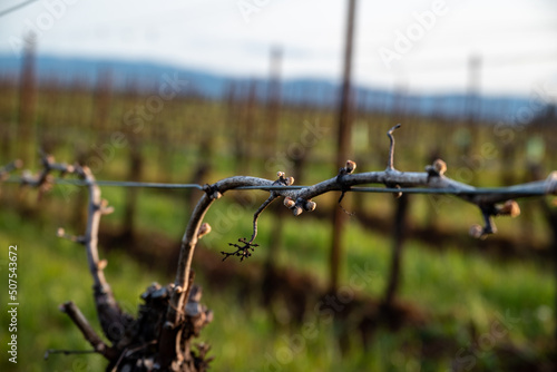Closeup view of bud break on a grapevine in an Oregon vineyard in early spring, bare vines on wires with tiny pink buds emerging.