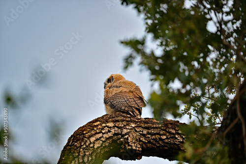 Great Horned Owl - Bubo virginianus photo
