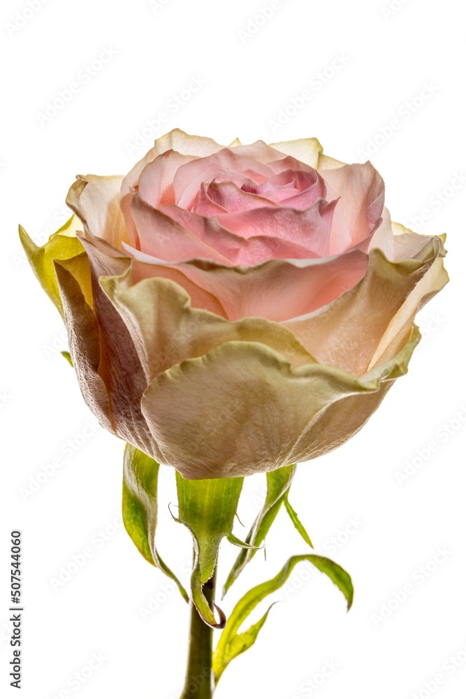 Fototapeta premium High Key Pink and Green Rose