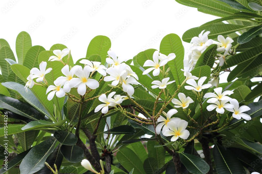 Obraz premium Plumeria tree with flowers and sky
