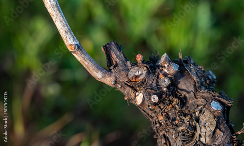 Closeup view of bud break on a grapevine in an Oregon vineyard in early spring, bare vines on wires with tiny pink buds emerging.