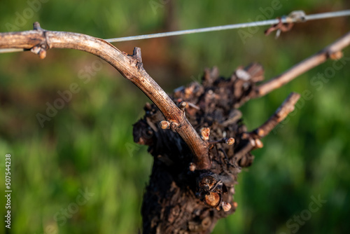 Closeup view of bud break on a grapevine in an Oregon vineyard in early spring, bare vines on wires with tiny pink buds emerging.