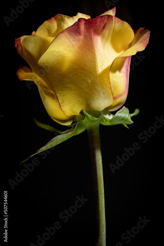 Single Yellow and Red Rose with Black Background