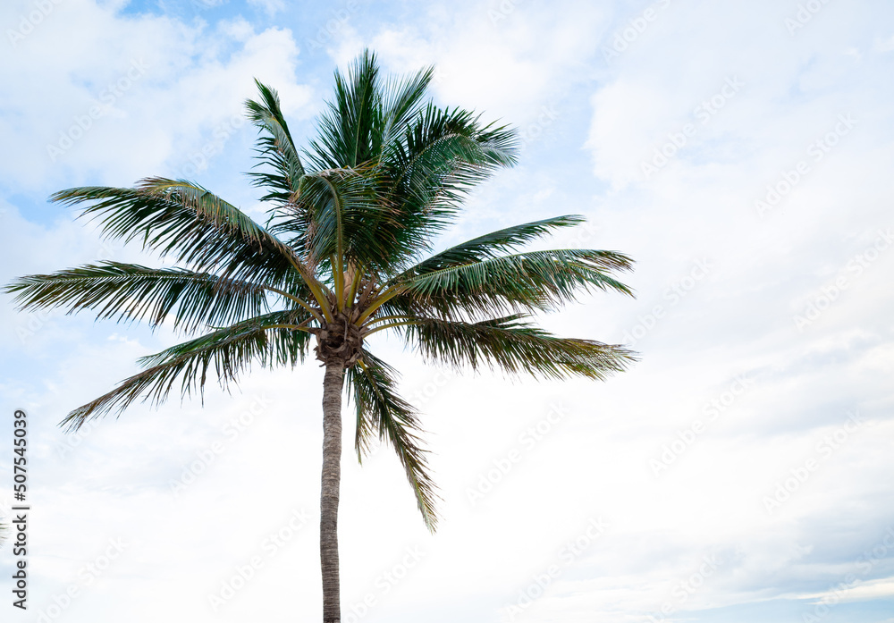 Tropical palm tree with blue sky and white clouds in the background Tropical palm tree with blue sky and white clouds in the background