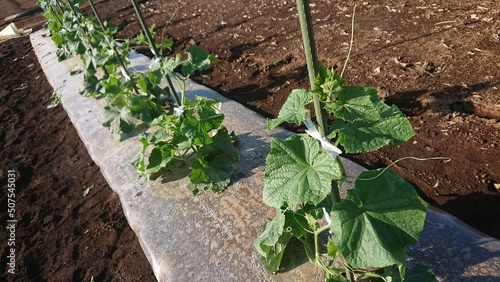 農家の家庭菜園。夏野菜３種。シソ（紫蘇）、ナス（茄子）キュウリ（胡瓜）。今年の夏も、これ決まりです。【撮影日時】2022-05-29 07:03　【 4K Ultra HD 】

Farmer's vegetable garden. 3 kinds of summer vegetables. Perilla, eggplant, cucumber. This is also the rule fo photo