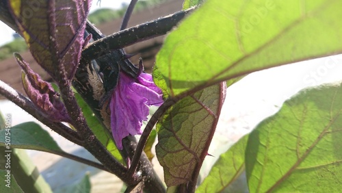 農家の家庭菜園。夏野菜３種。シソ（紫蘇）、ナス（茄子）キュウリ（胡瓜）。今年の夏も、これ決まりです。【撮影日時】2022-05-29 07:03 photo