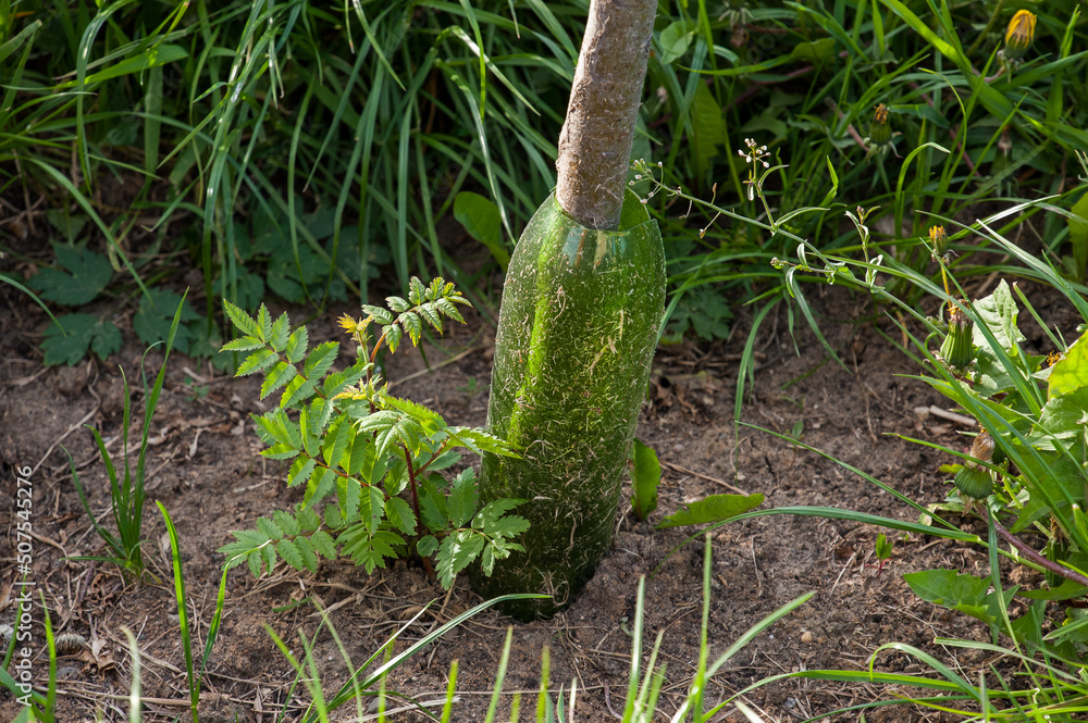 A tree trunk in a plastic bottle