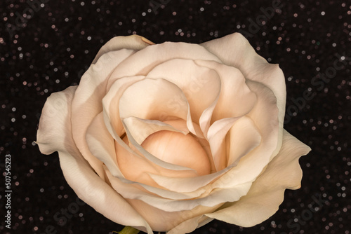 Cream Rose with Black Glitter Background