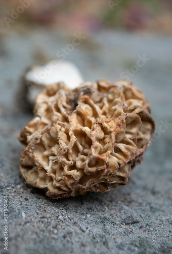 Mushrooms on a tree trunk