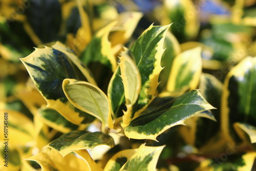 close up of a plant