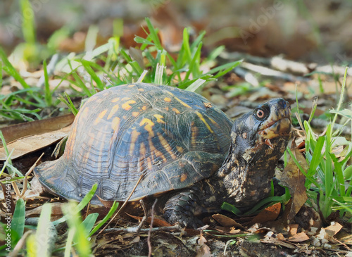 A Close-up Focus Stacked Image of an Eastern Box Turtle in the Leaves