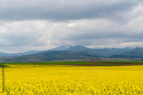 Yellow canola field and mountains in background.