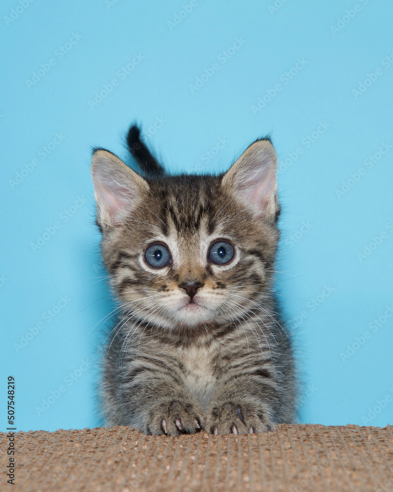 Portrait of an adorable tabby kitten, looking directly at viewer, paws and claws extended on a cardboard scratching board.