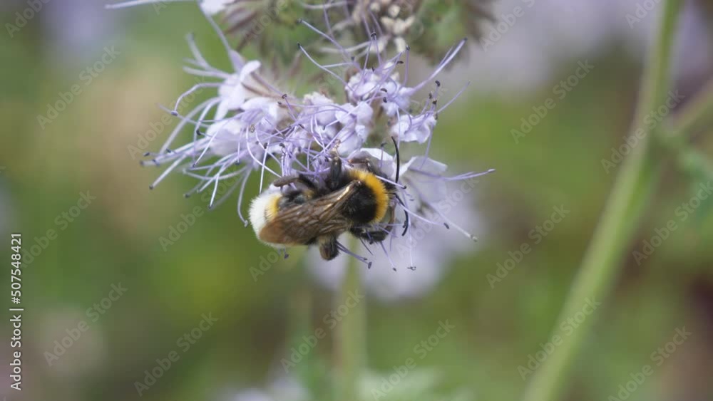 A close up view of bumble bee on a flower. A close up view of bumble bee on a flower.