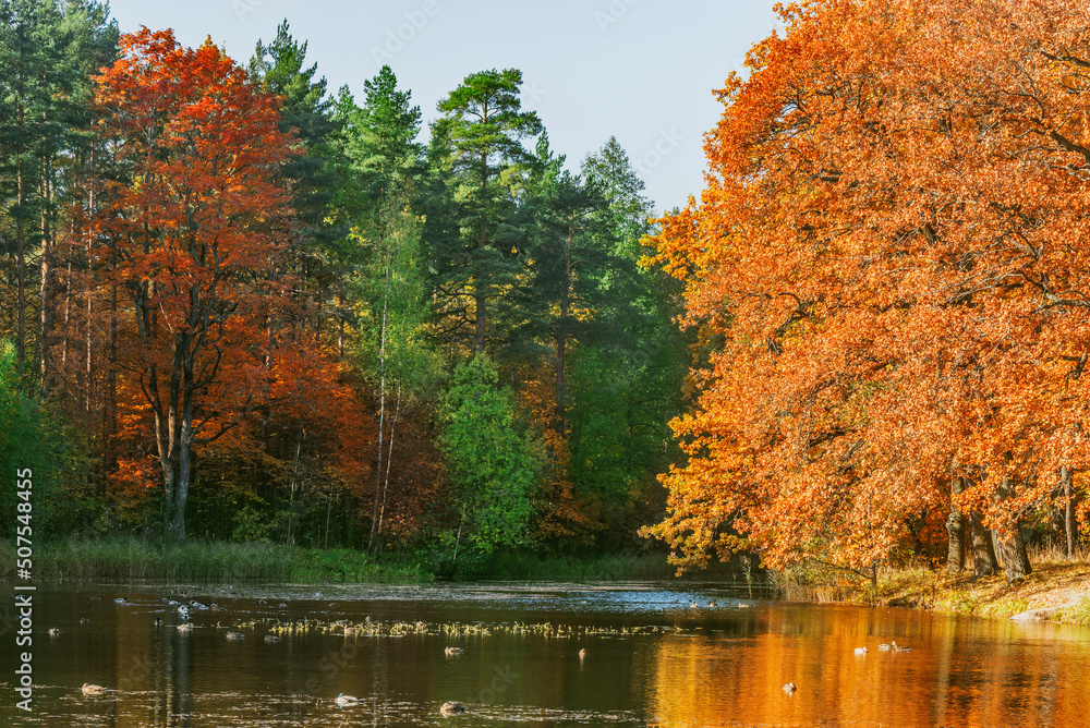 Trees by the lake at autumn morning time. Trees by the lake at autumn morning time.