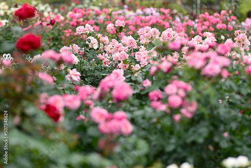 Wallpaper Mural 薔薇 Torontodigital.ca