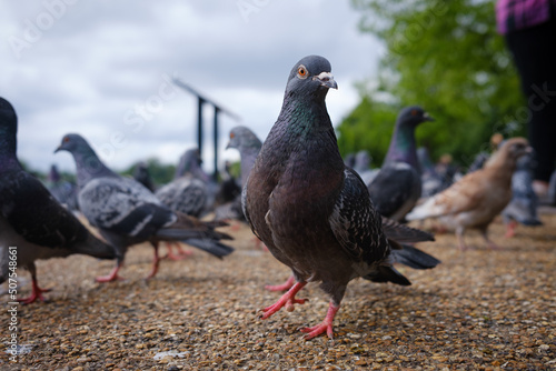 Foto Hyde Park Pigeon