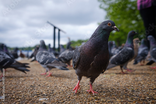 Hyde Park Pigeon