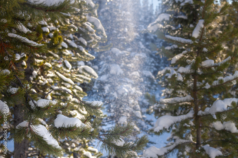 Obraz premium Snowy forest background with falling snow