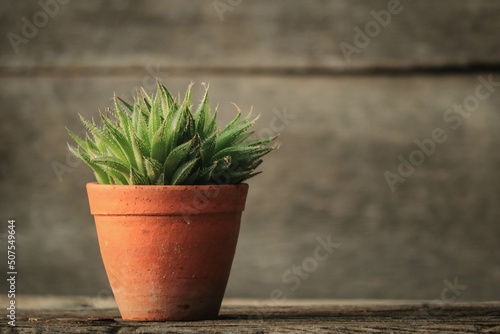 green plant in brown pot with old wooden background